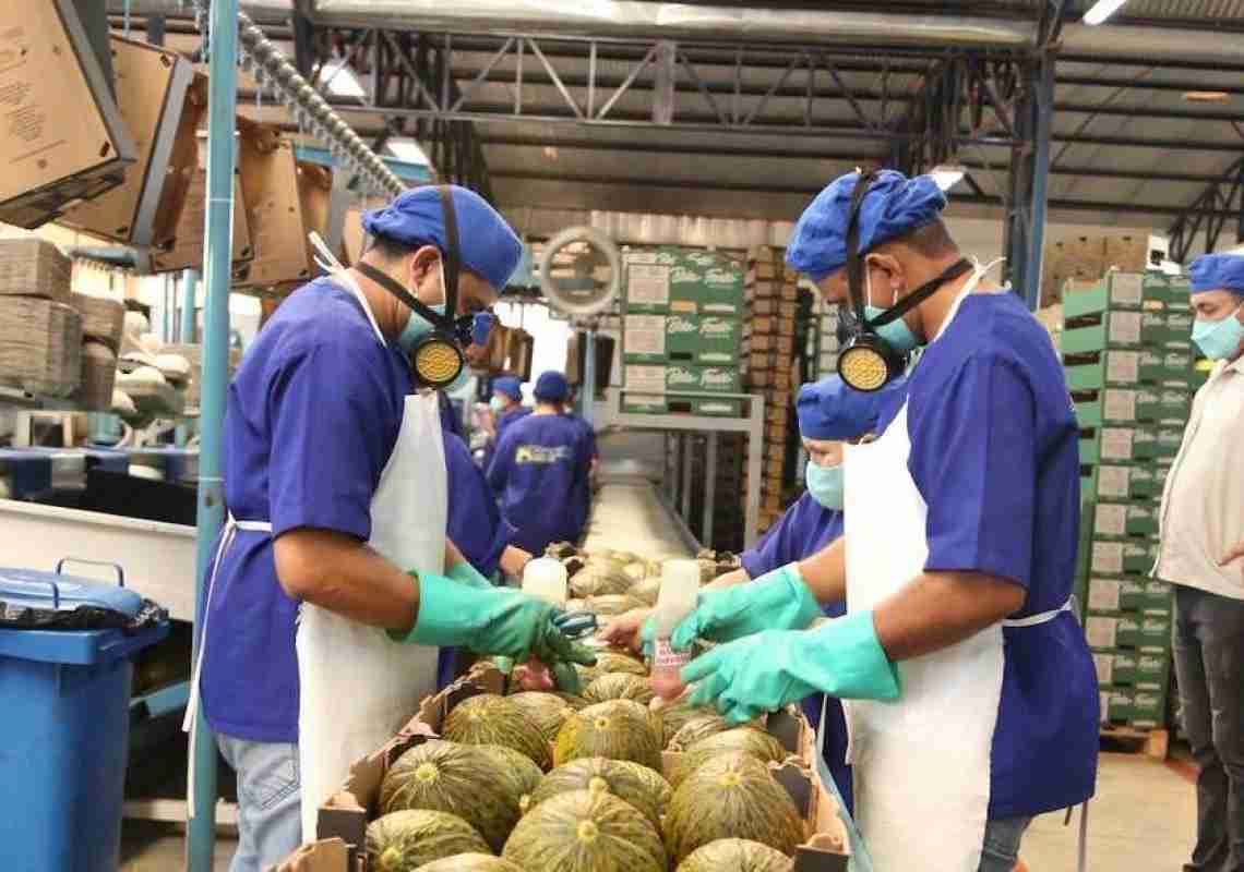 Exportação de frutas para a Europa ganha força no Porto do Pecém na safra 2025/2026
